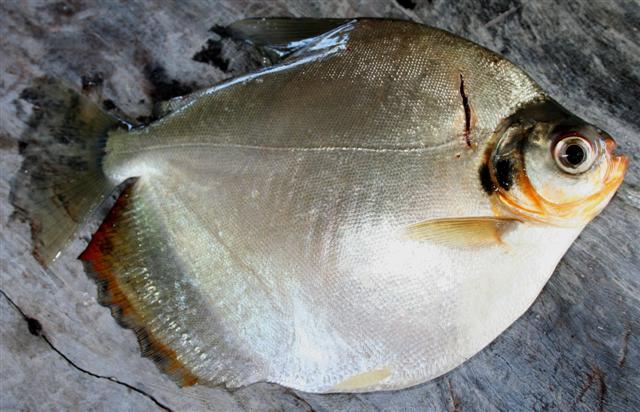 (Mylossoma) Род МИЛОССОМЫ 3 вида